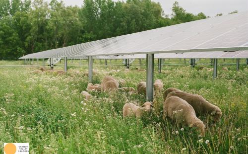 Minnesota solar array with grazing sheep, MnSEIA